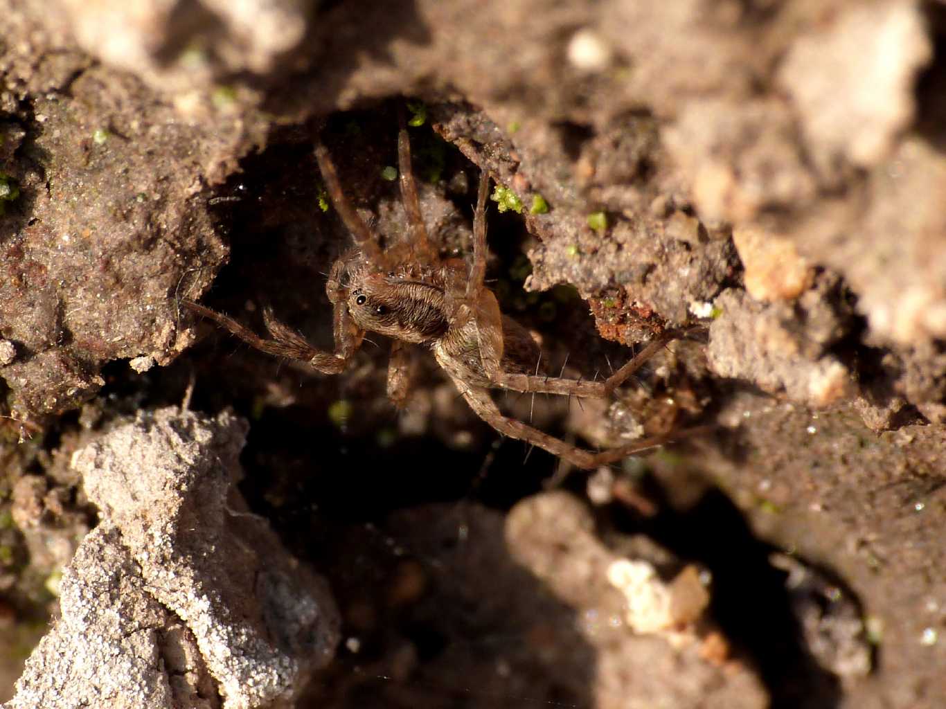 Pardosa di piccole dimensioni sul fiume - S. Teresa G. (OT)